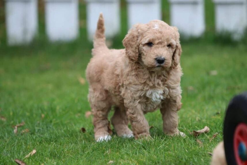 Labradoodle puppy kopen