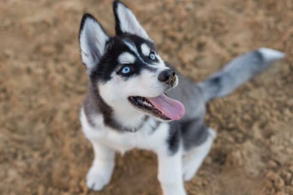 Playful husky