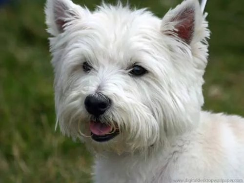 Westie welpen pflege