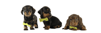 teckel puppies for sale