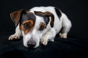 jack-russell-3855427_1920