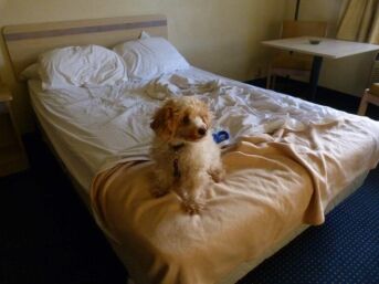 Motel-6-dog-on-bed