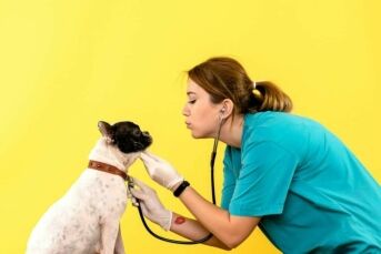 front view female veterinarian observing little dog on yellow de