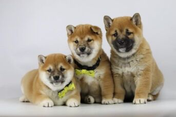 Shiba-pups