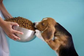 Beagle Enjoying a Big Bowl of Kibble