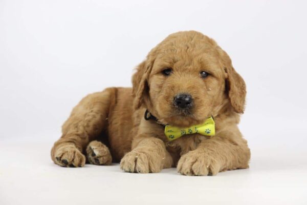 Goldendoodle puppy's beschikbaar