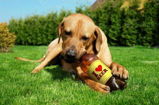 Giftig voedsel voor hond
hond drinkt bier
