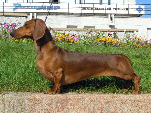 A brown dachshund stands on a grassy area in front of a flowerbed with colorful flowers. A concrete building with windows and signage in blue text is visible in the background. The dog appears calm and alert, with its leash held by an unseen person.