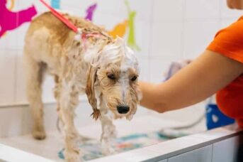 Close-up of obdient obedient curly Labradoodle dog, female groomer washing pet with shampoo in bathroom at grooming salon