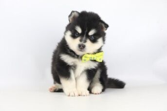 Pomsky-puppy-for-sale