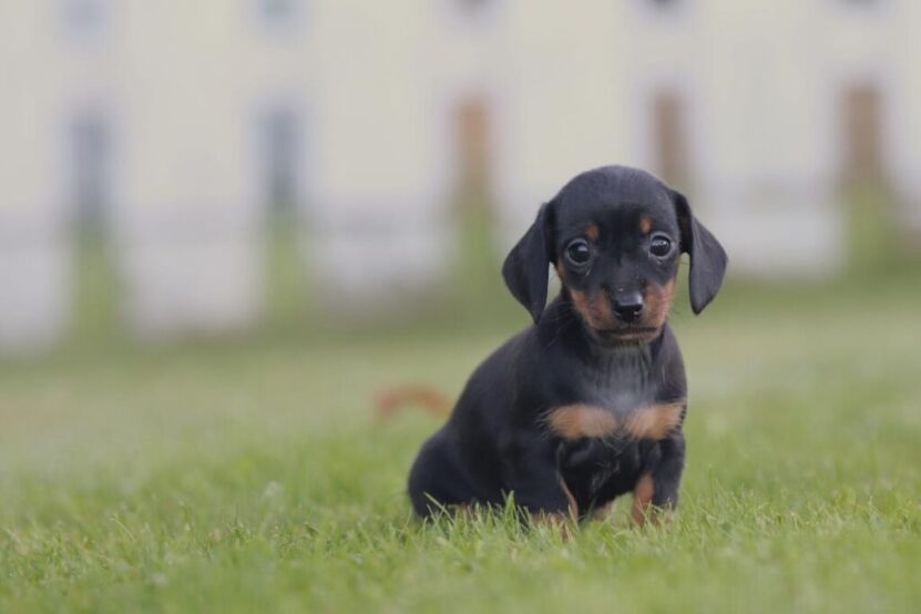 Smooth-haired miniature dachshunds