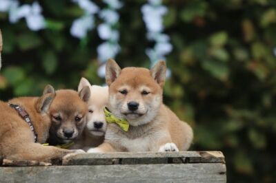 Shiba Inu chiot à vendre