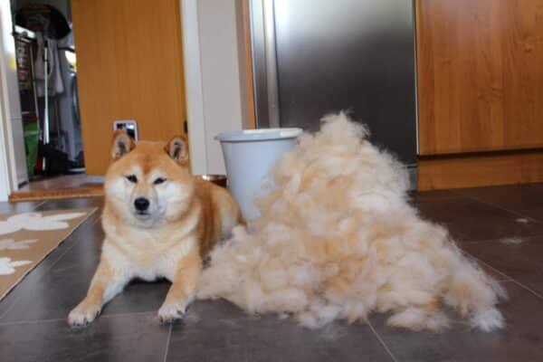 Shiba inu haarverlies