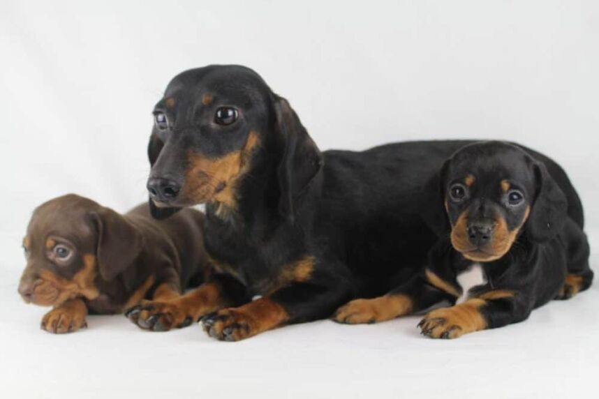 Teckel pups adoptie